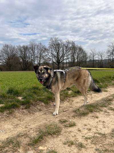 Herdenschutzhunde-Beitrag-Bild