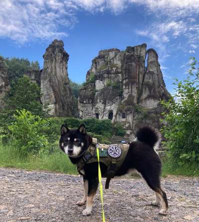 Shiba Inu und andere japanische Rassen!-Beitrag-Bild