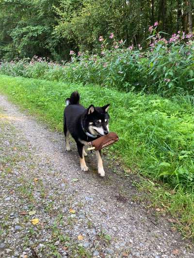 Shiba ohne Leine-Beitrag-Bild