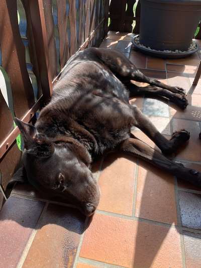 Mischlingshunde Foto Aufruf-Beitrag-Bild