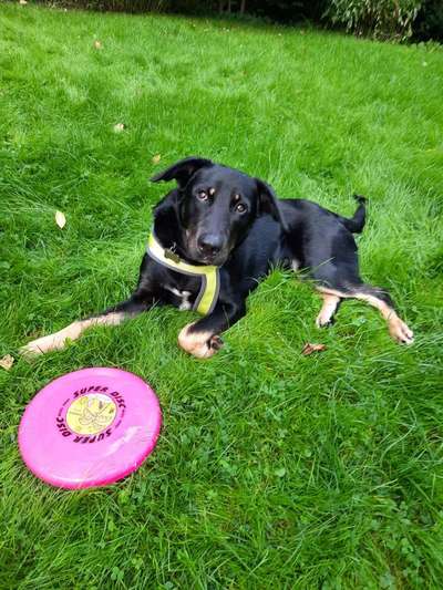 Hundetreffen-Spiel- und Trainingsfreund gesucht-Bild