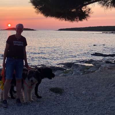 Hundetreffen-Gassigehen und frei toben dürfen-Profilbild