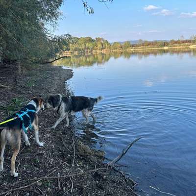 Hundetreffen-Gassigehen und frei toben dürfen-Bild