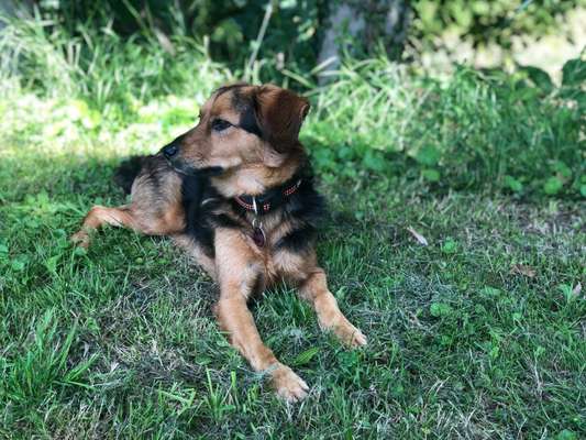 Hundetreffen-Gassirunden-Bild