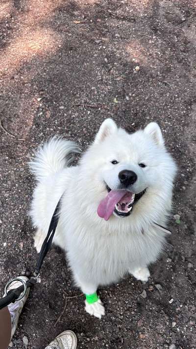 Hundetreffen-Spielrunde mit Bijou-Bild