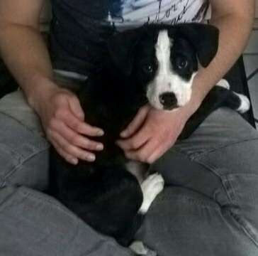 Welpen Bilder !-Beitrag-Bild