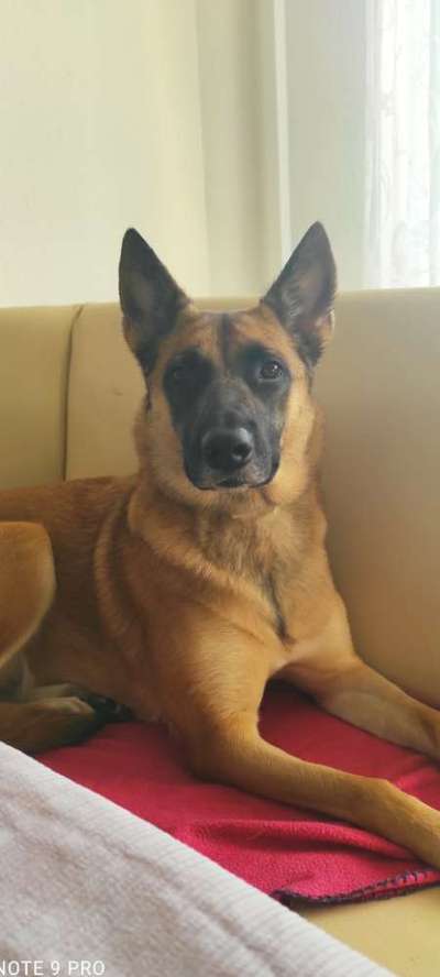 Schäferhund-Beitrag-Bild