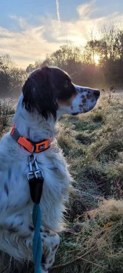 Englisch Setter?-Beitrag-Bild