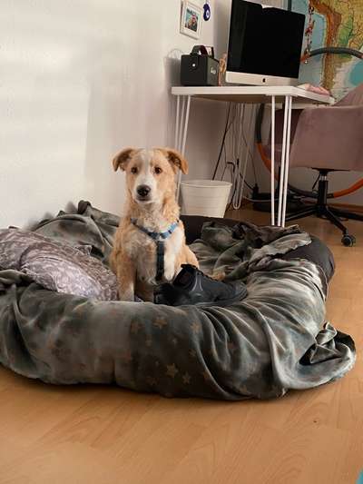 Ideen zur Rasse-Beitrag-Bild