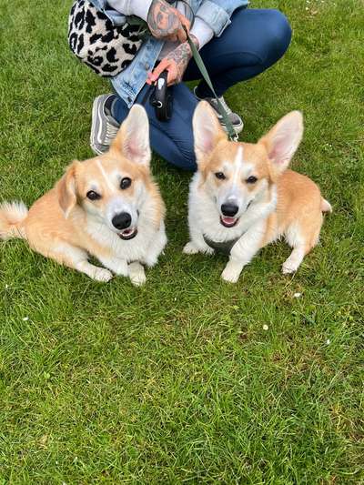 Corgis und ihre persönlichen Hofangestellten-Beitrag-Bild