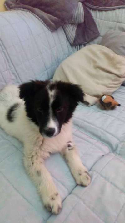 Welpen Bilder !-Beitrag-Bild