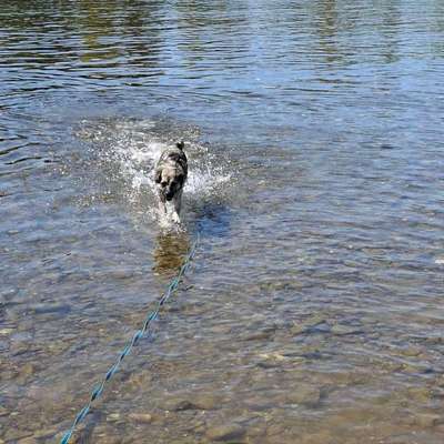 Hundeauslaufgebiet-Am Deich-Bild