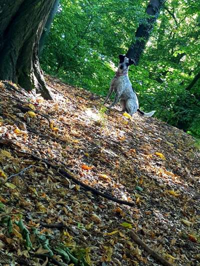 Ratonero Bodeguero Andaluz-Beitrag-Bild