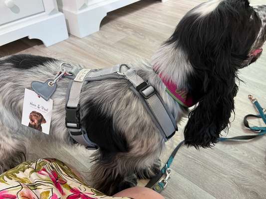 Cocker Spaniel-Beitrag-Bild