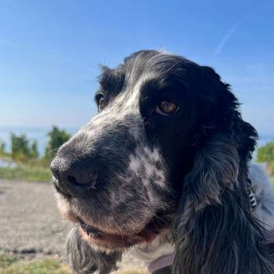 aktuelles Foto Gruppe Reisen mit Hund