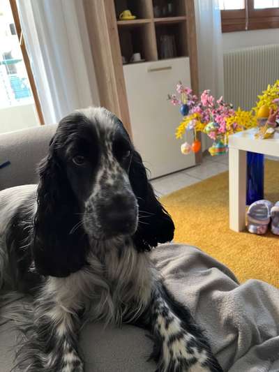 Cocker Spaniel-Beitrag-Bild