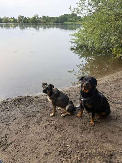 Hundetreffen-Social Walk-Bild