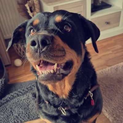 Hundetreffen-Hundegruppe / Social Walk f. Hunde mit Handicaps-Bild