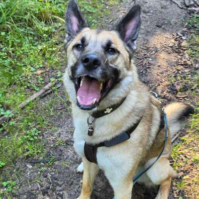 Hundetreffen-Social Walk / Trainingsgruppe / Hundekontakte-Bild