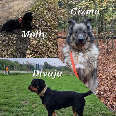 Hundetreffen-Social Walk-Bild