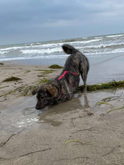 Die Dogorama Wochen Challenge: “Dein Hund im Urlaub”-Beitrag-Bild