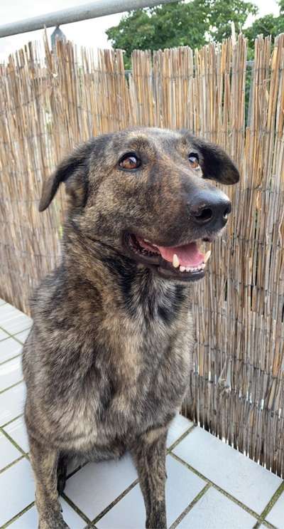 Schäferhund-Beitrag-Bild