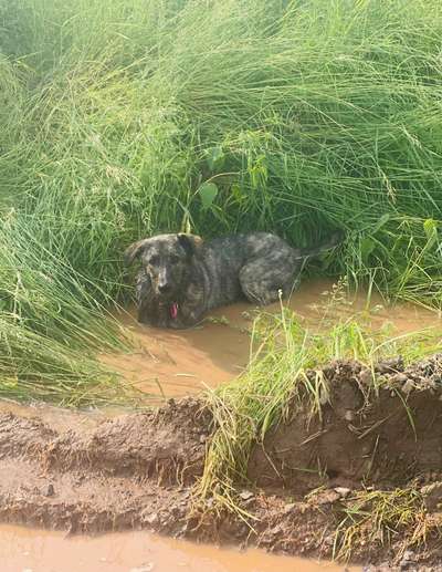 Die Dogorama Wochen Challenge: “Regenspaziergänge"-Beitrag-Bild