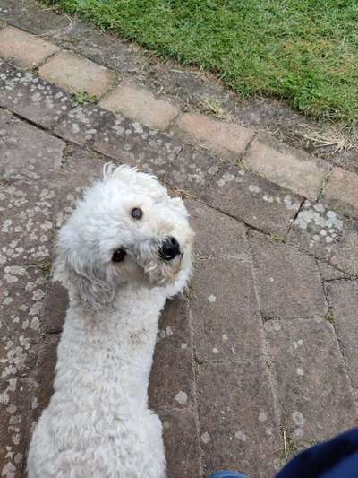 Wie heißt dein Hund?-Beitrag-Bild