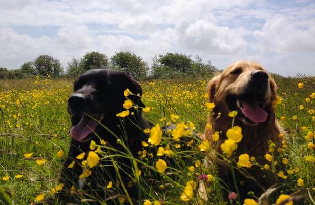 Die Dogorama Monats Challenge "Es grünt und blüht"-Beitrag-Bild