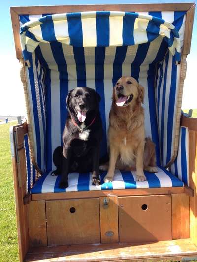 Die Dogorama Kalender Challenge 4/4-Beitrag-Bild