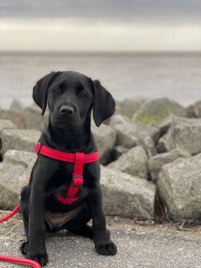 Welpen Bilder !-Beitrag-Bild