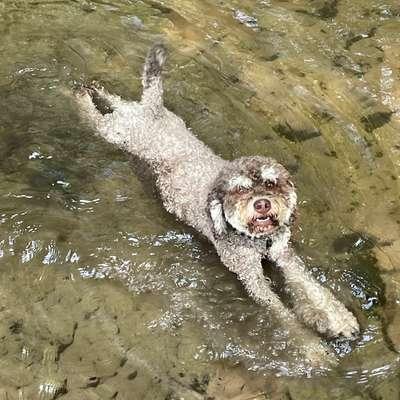 Hundetreffen-Rudelspaziergang-Bild