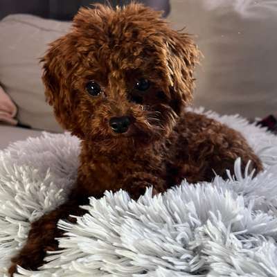 Hundetreffen-Spazier- und Spieltreffen kleine Rassen-Bild