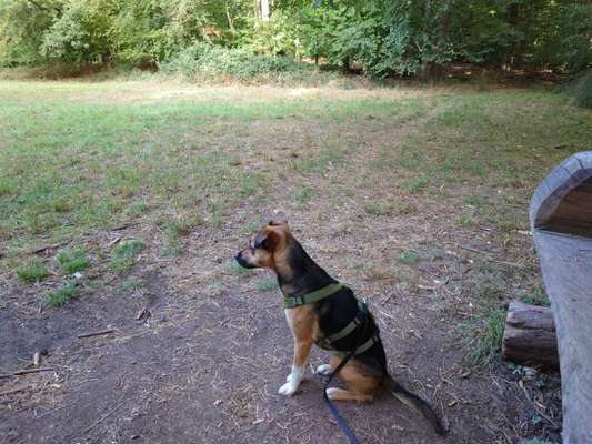 Hundetreffen-Gassi und Spazieren/Wandern-Bild