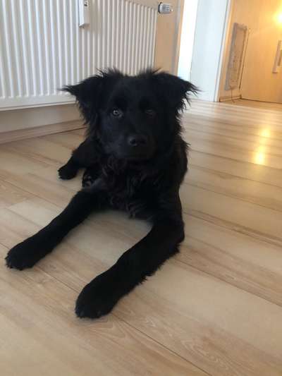 Hunde vom Tierschutzverein 🐕♥️-Beitrag-Bild