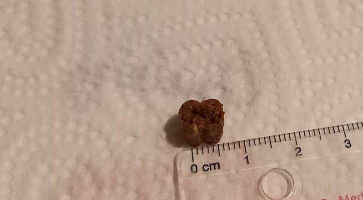 Wirklich kleine Leckerlis-Beitrag-Bild