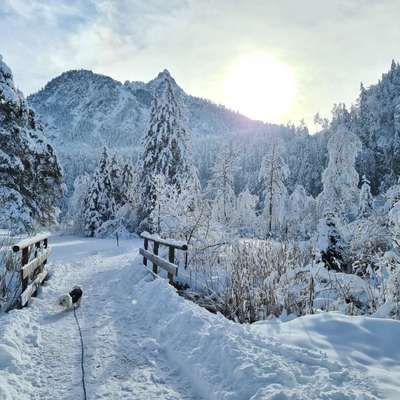 Bergwanderungen mit Hund-Beitrag-Bild