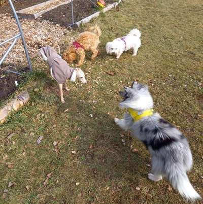 Hunde Memes-Beitrag-Bild