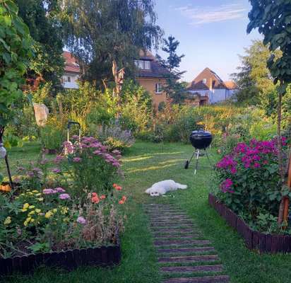 Hundegerechter Garten?-Beitrag-Bild