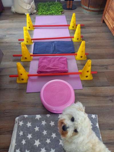 Canosan, Kollagenhydolysat, Traumeel-Beitrag-Bild