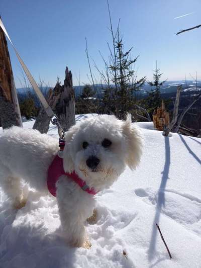 Dogorama Photo Challenge - Tierischer Urlaub-Beitrag-Bild