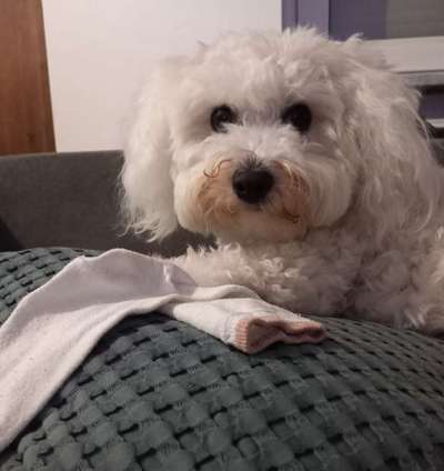 Gespräche zwischen Hund und Halter-Beitrag-Bild