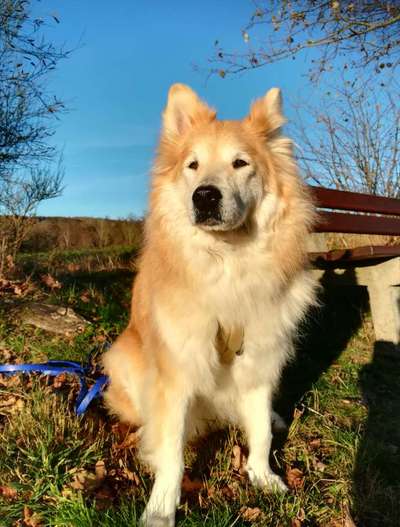 Unsere Fellnasen im Regenbogenland-Beitrag-Bild