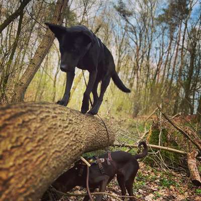 Foto -Challenge  Thema : Dein Hund Im Wald-Beitrag-Bild