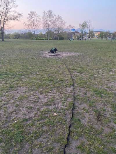 Hundeauslaufgebiet-Alter Rebstockpark-Bild