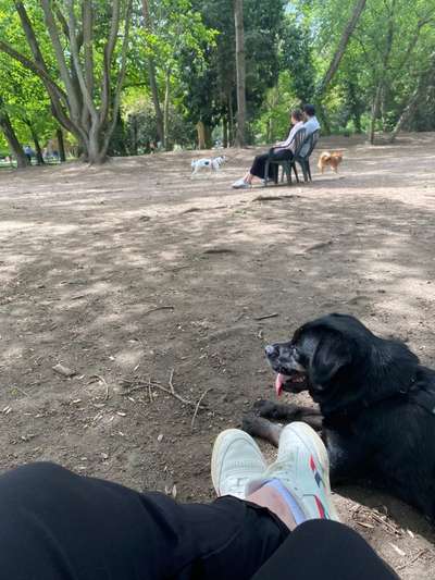 Hundeauslaufgebiet-Grüneburgpark-Bild