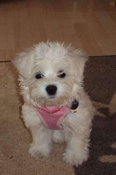 Welpen Bilder !-Beitrag-Bild