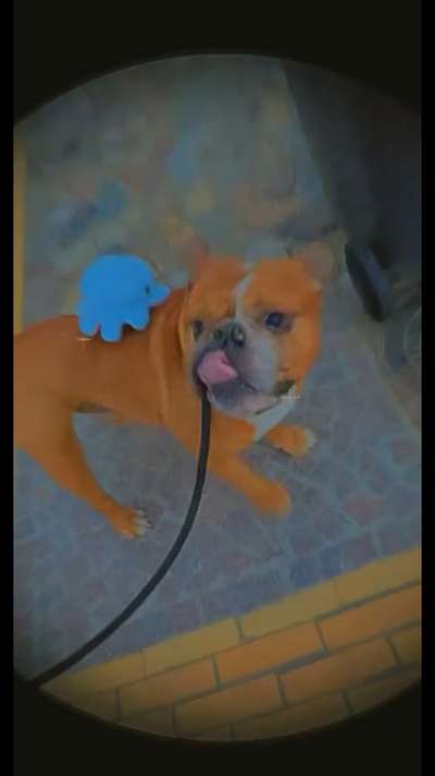 Reinrassige Hunde?-Beitrag-Bild