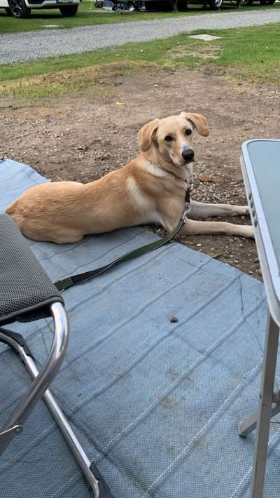 Hundetreffen-Stadtpark Norderstedt weekly-Bild