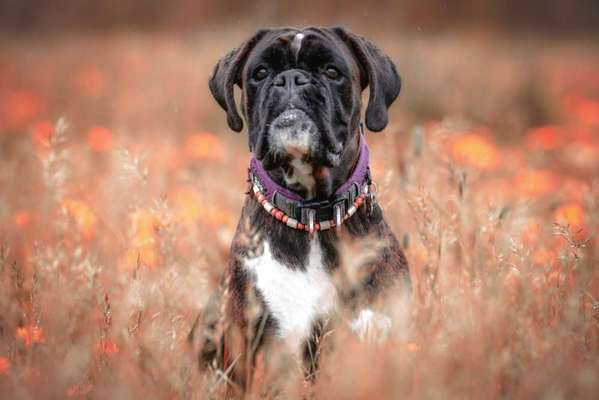 Fotochallange Nr. 57     PORTRÄT.   Beendet!!!!!!!!-Beitrag-Bild